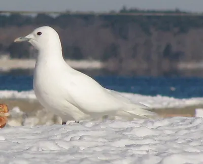 Ivory Gull