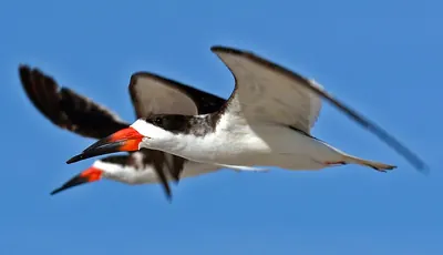 Black Skimmer