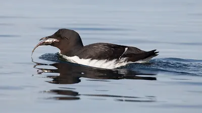 Brünnich's Guillemot