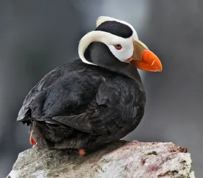 Gelbschopflund