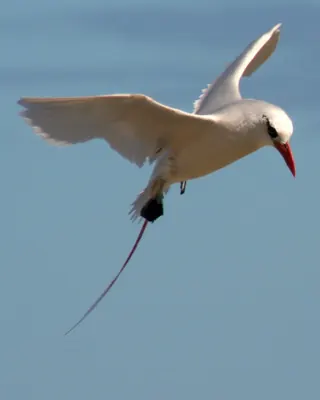 Red-tailed Tropicbird