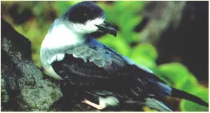 Barausturmvogel