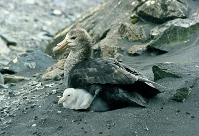 Antarctic Giant-Petrel