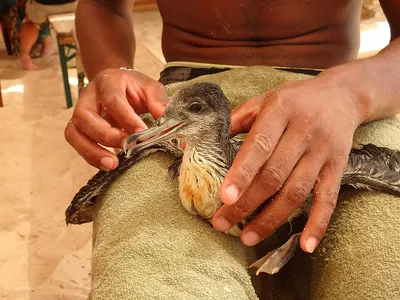 Cape Verde Shearwater