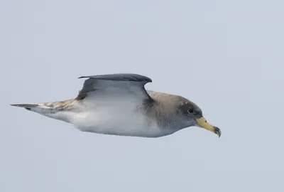 Scopoli's Shearwater