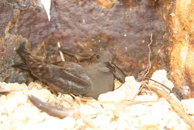 Bulwer’s petrel