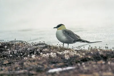 Long-tailed Skua