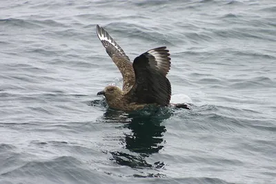 Great skua