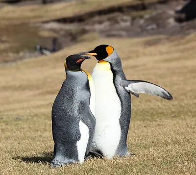 Königspinguin