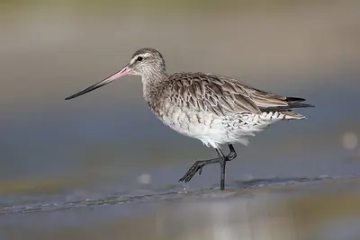 Bar-tailed godwit