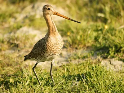 Black-tailed Godwit