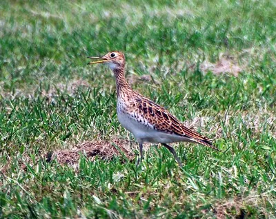 Bartram's Sandpiper