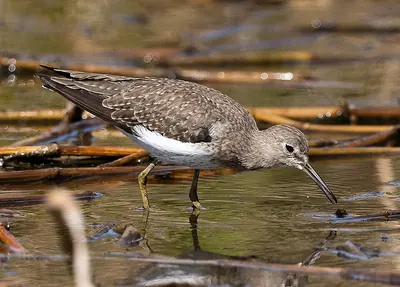 Solitary Sandpiper