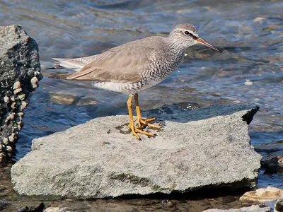 Gray-tailed Tattler