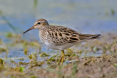 Pectoral Sandpiper