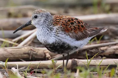 Dunlin