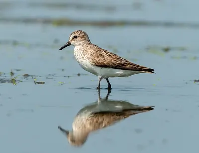 Semipalmated Sandpiper