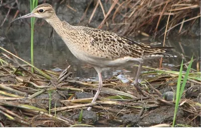 Little Curlew