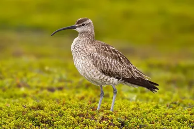 Eurasian Whimbrel