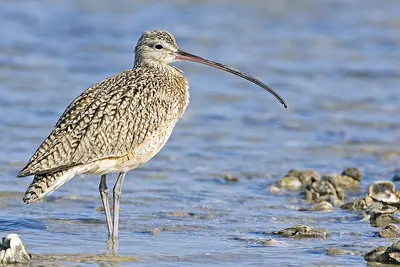 Long-billed Curlew