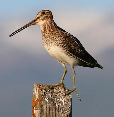 Wilson's Snipe