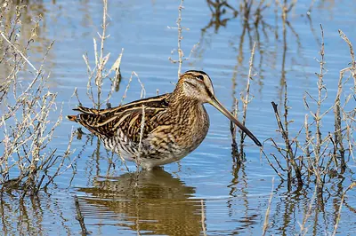 Common Snipe