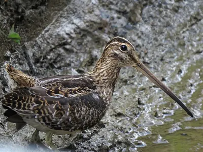 Noble Snipe