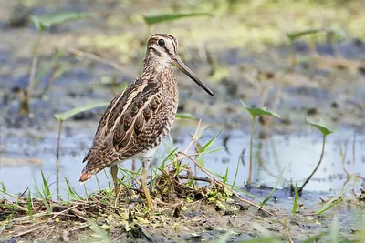 Pin-tailed Snipe