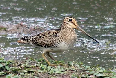 Japanese Snipe