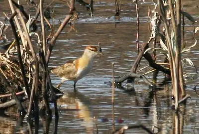Lesser Jacana