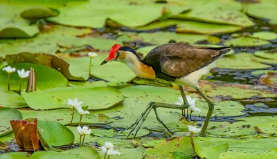 Comb-crested Jacana