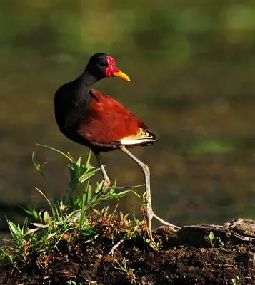 Wattled Jacana