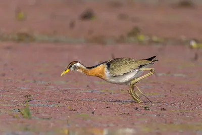 Bronze-winged Jacana