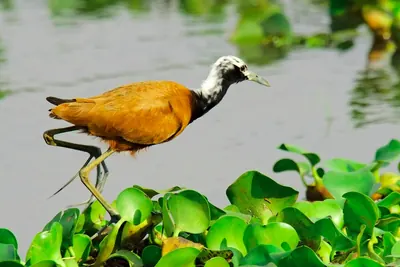 Jacana à nuque blanche
