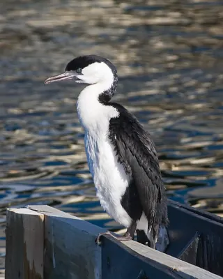 Black-faced Cormorant
