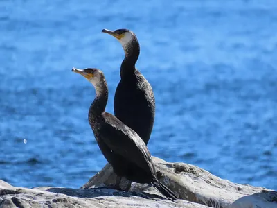 Japanese Cormorant