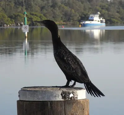 Little Black Cormorant