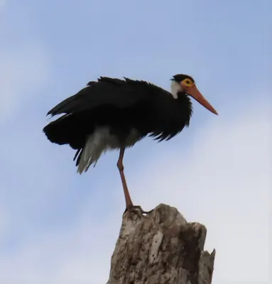 Storm's Stork