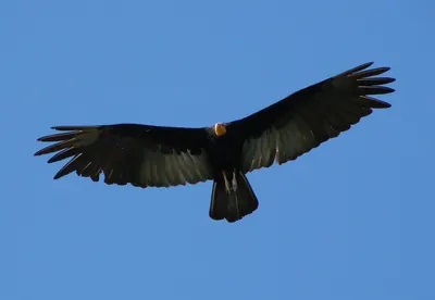 Greater Yellow-headed Vulture