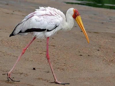Yellow-billed Stork