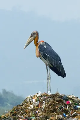 Greater Adjutant