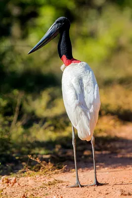 Jabiru