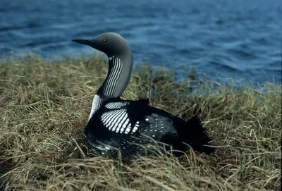 Black-throated Diver