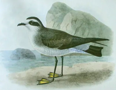 White-faced storm petrel