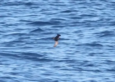 Least Storm Petrel
