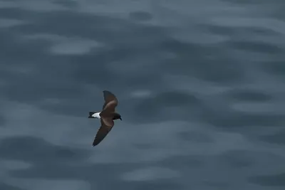 Galapagoswellenläufer