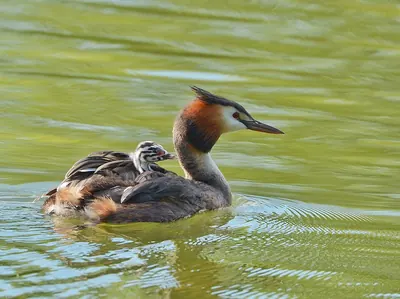 Great Crested Grebe