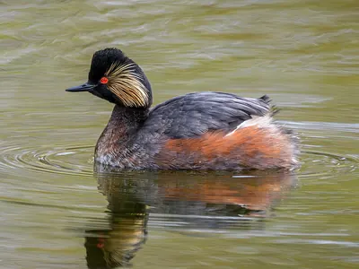 Eared Grebe