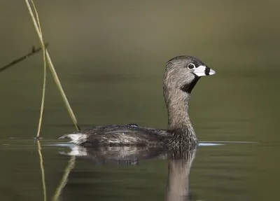 Pied-billed Grebe