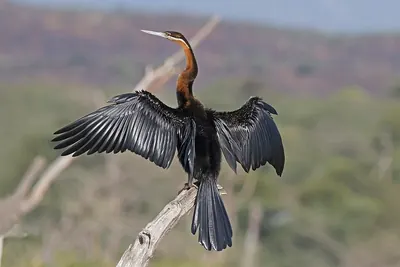 Darter